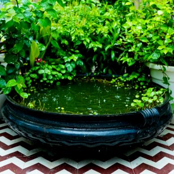 Urli, Pots & Planters