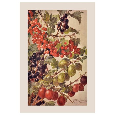 Fruits Of Summer Image Poster