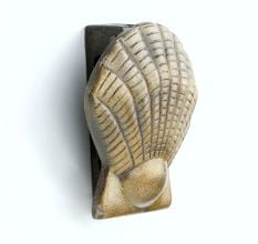 Vintage Seashell Metal Door Knocker Antique Finish Nautical Door Accent